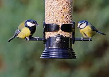 Great Tit on the left / Blue Tit on the right.