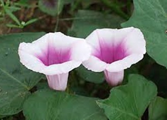 Sweet Potato flowers amongst the edible leaves.