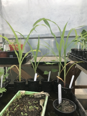 Here is a picture of some corn seedlings!! 