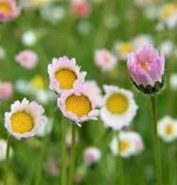 rain daisy 2.jpg