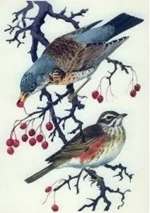 redwing.jpg