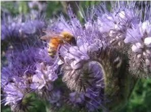 phacelia.jpg