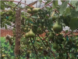 orchard skips conference pears.jpg