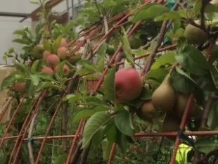 orchard skips apples.jpg