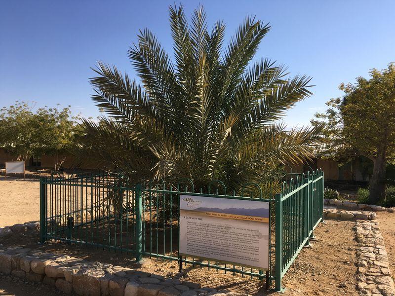 The Methuselah tree © GoTo