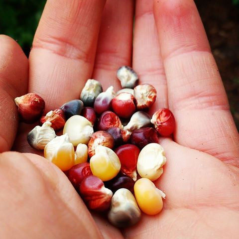 Maize Seeds