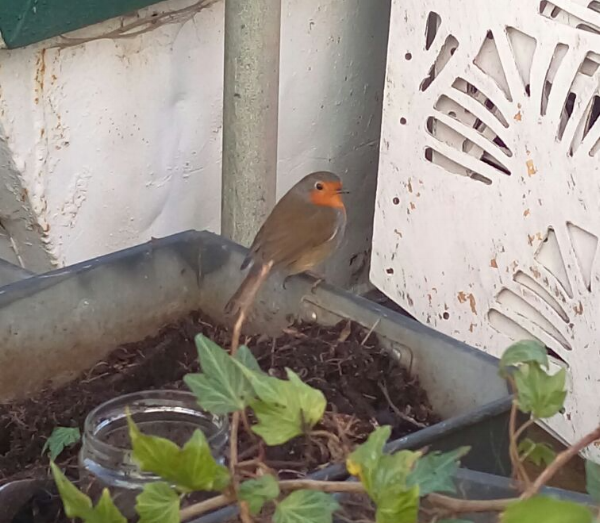 The Skip Garden robin is always keen to lend a bill © Julie Riehl