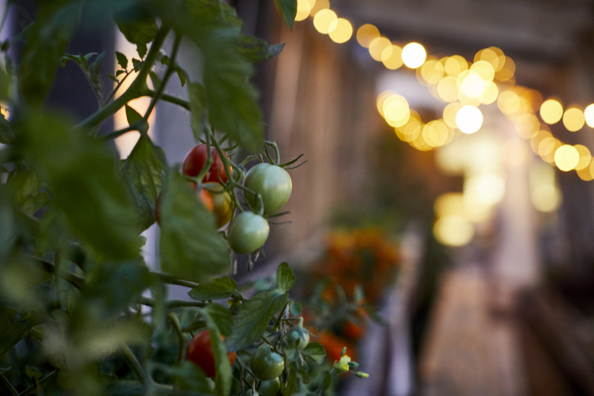 Last year's tomatoes, we are hoping this year's will grow as juicy and sweet.!
