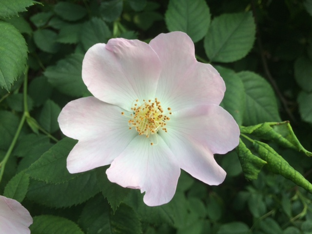 Briar Rose