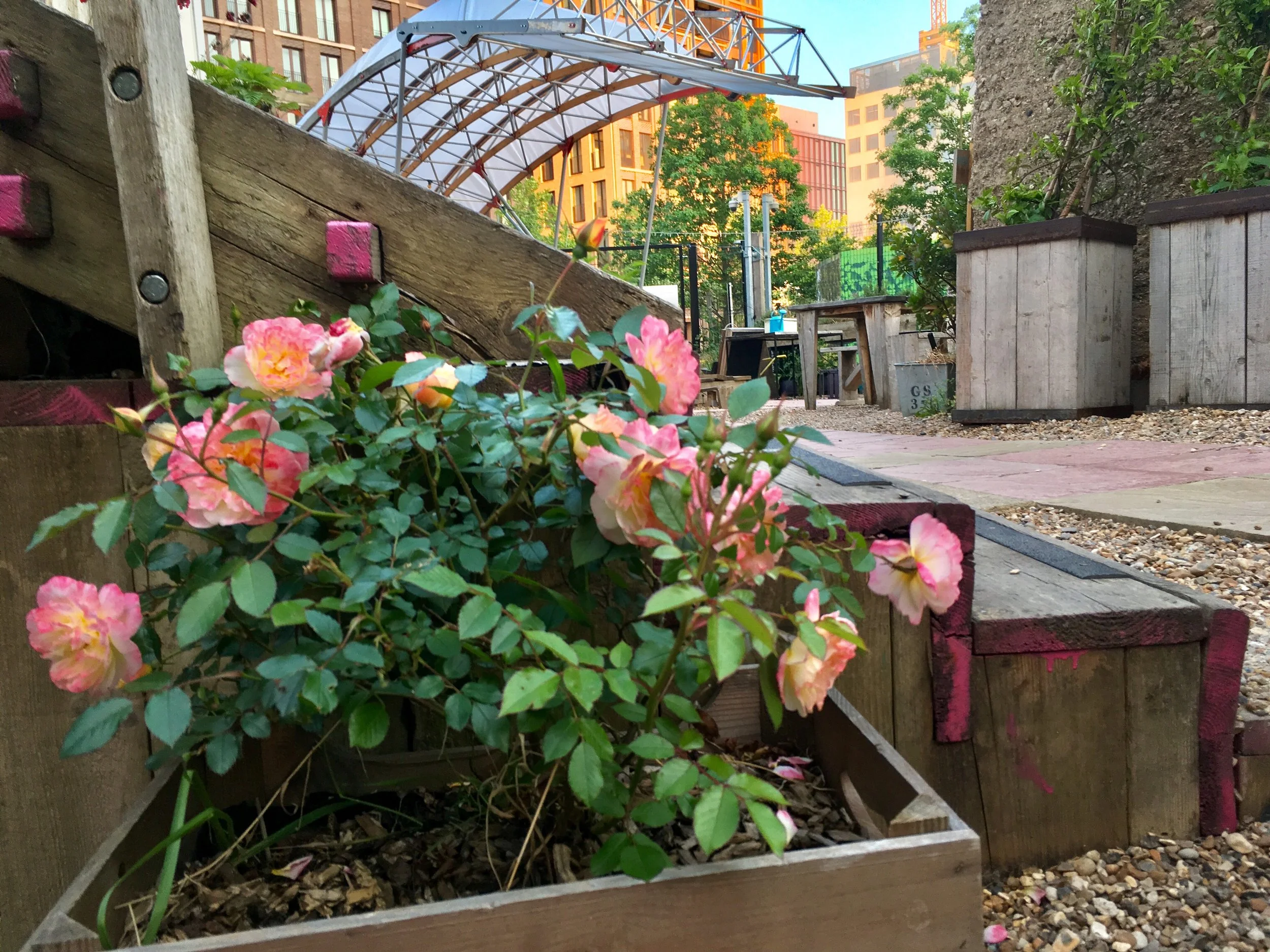 Roses in the garden courtesy of Dr. Hauschka