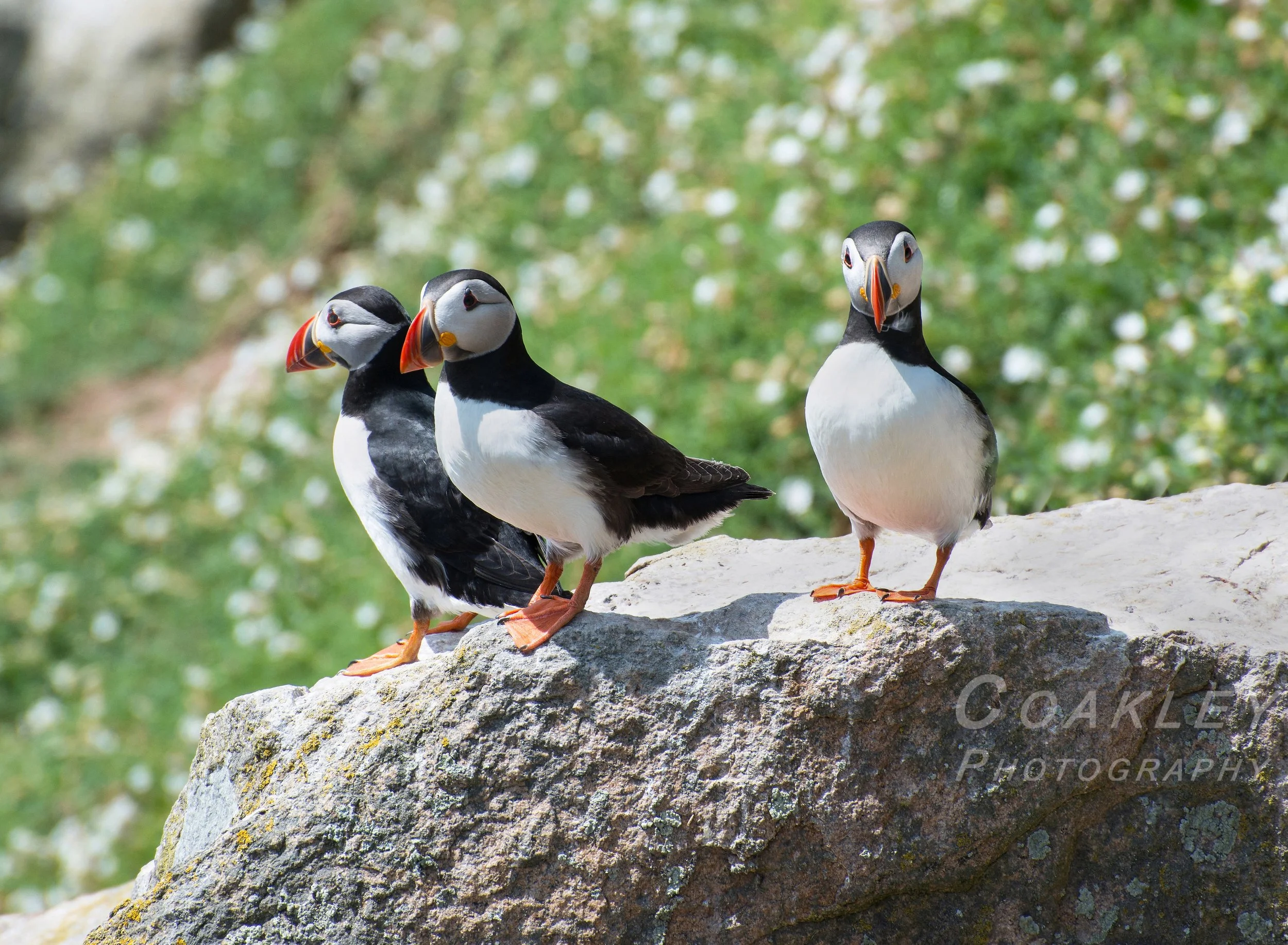 PUFFINS.JPG
