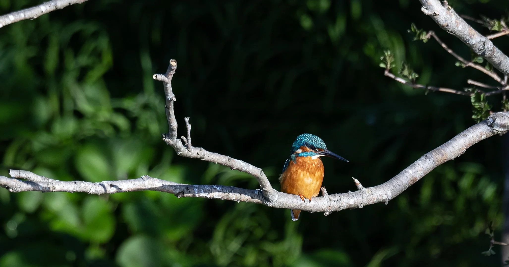 7 RESIZED kingfisher dodder_25031 copy 2.jpg