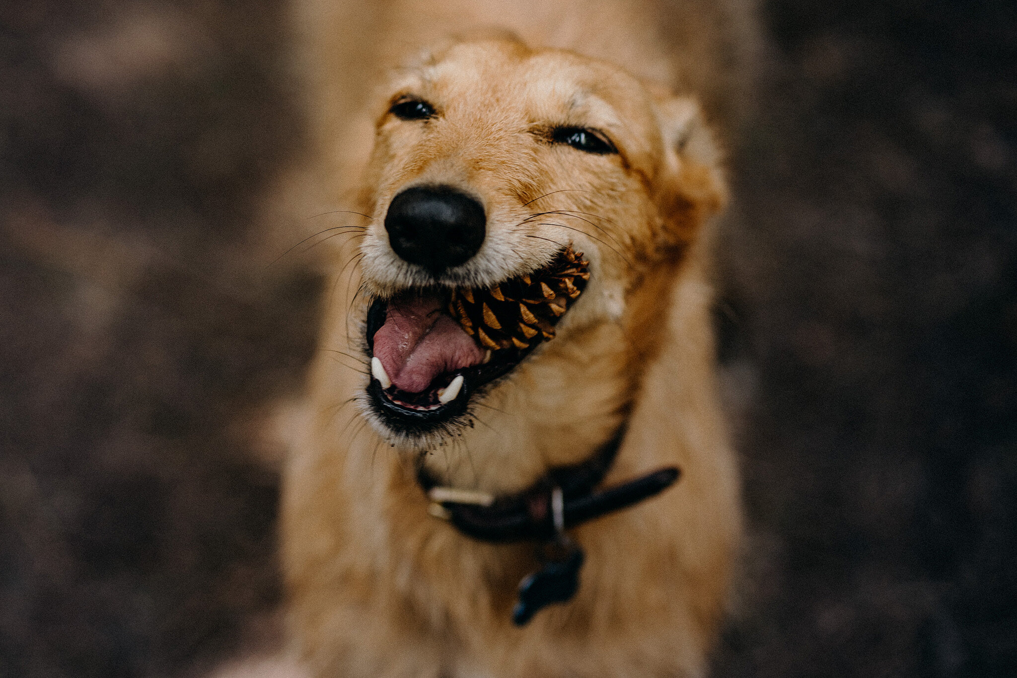 Social OptimisedCademan Dog!-2020-04-17-134513.jpg