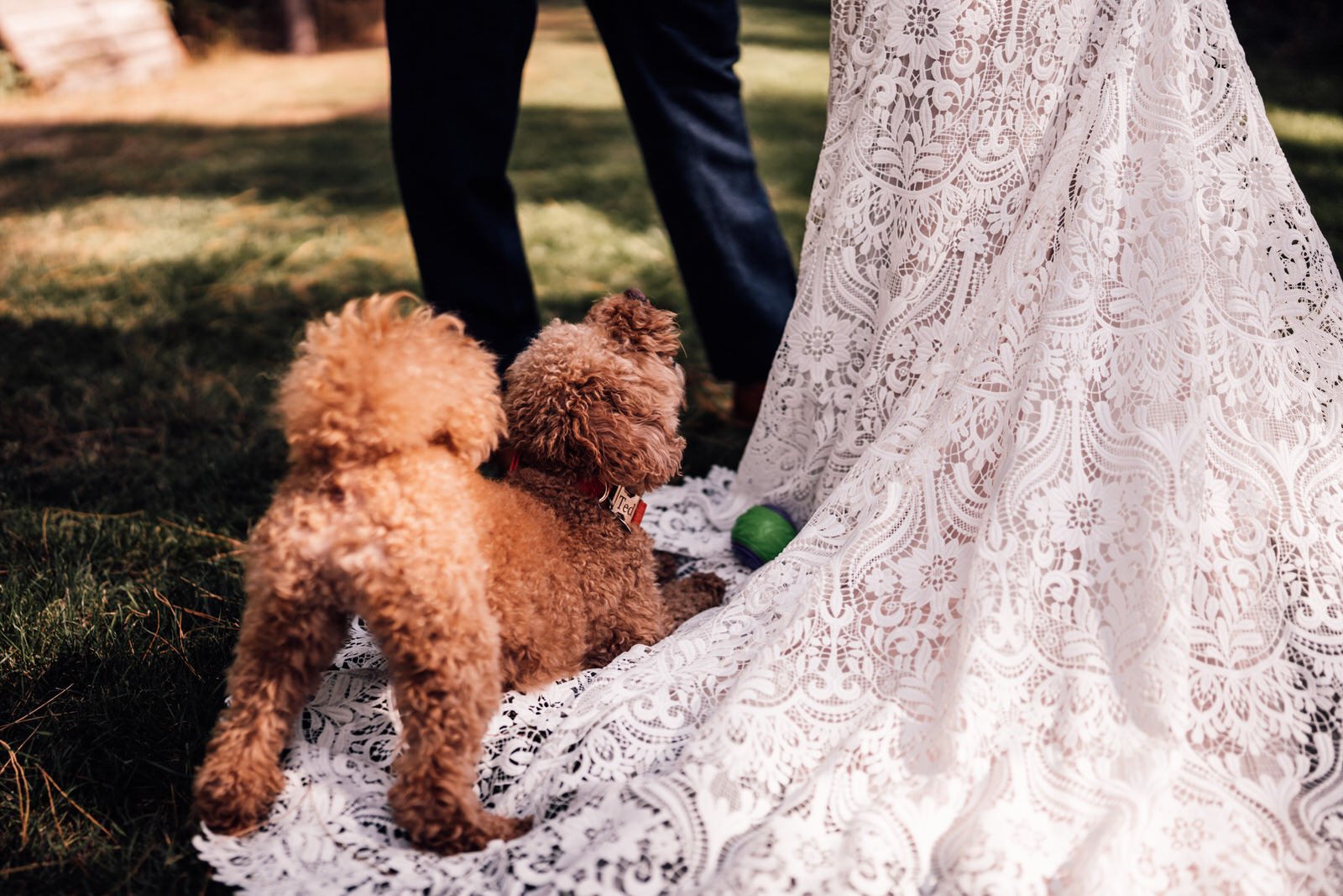 dog on wedding dress during portraits