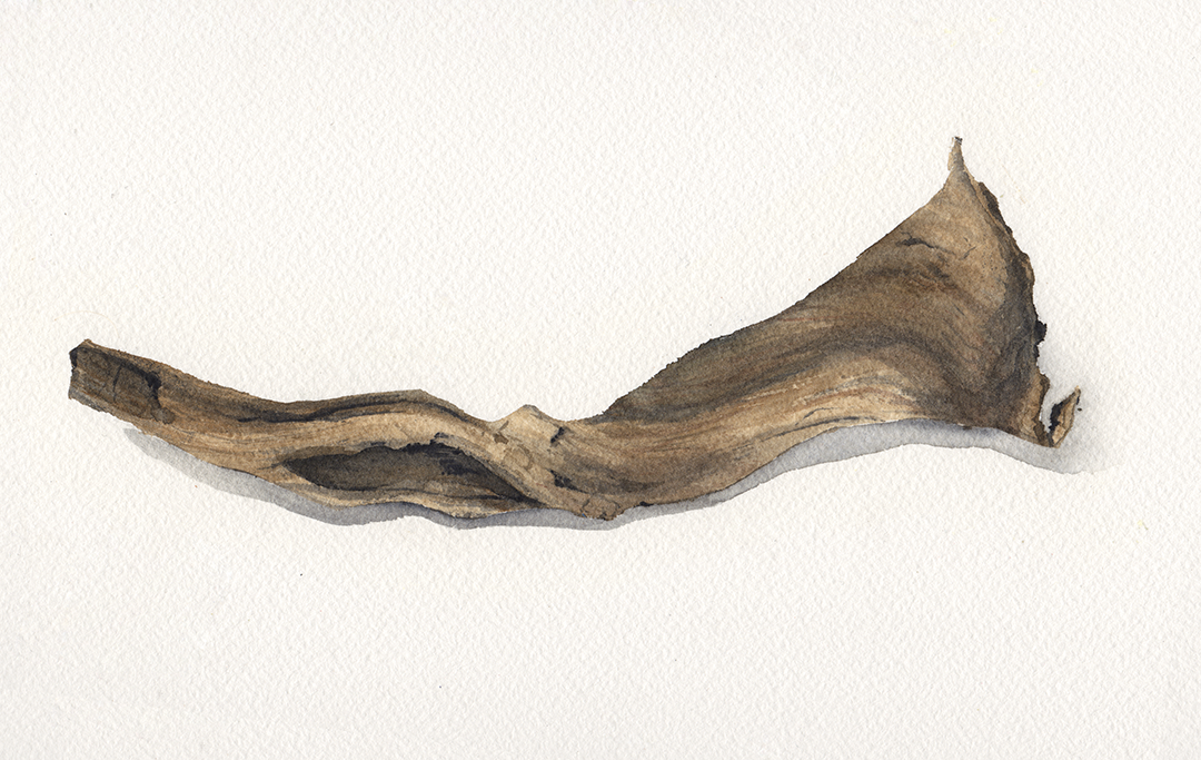TextureStudy02-Wood.png