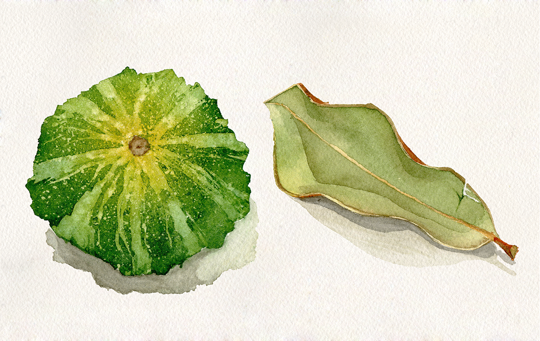 TextureStudy03-Squash&Leaf.png