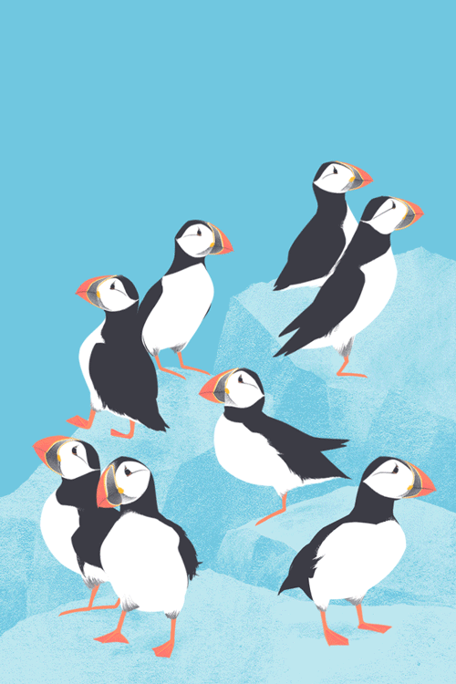 ChrisSisti--Puffins--by-ChrisSisti-2016--500x750.gif