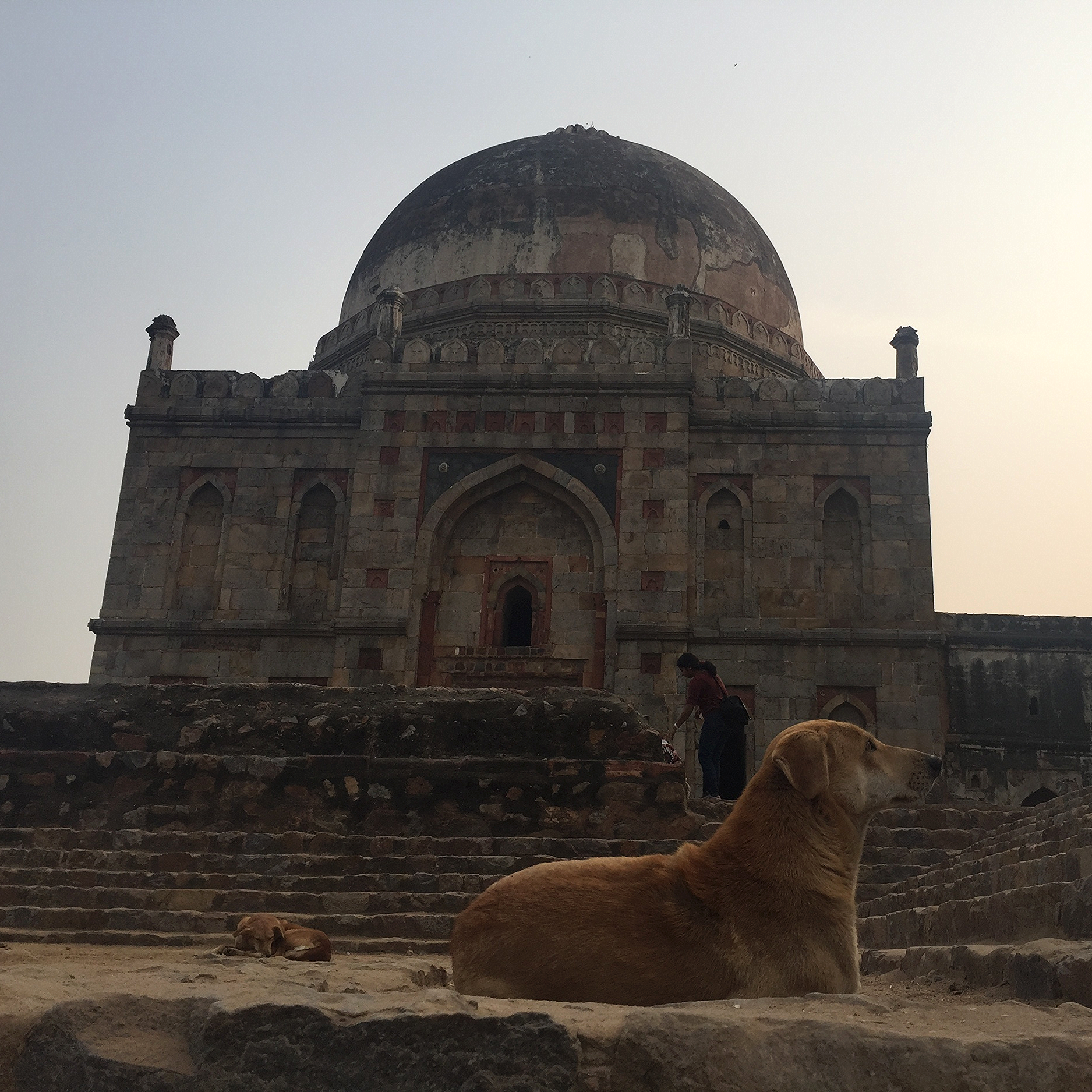 Dogs in Lodhi Gardens with temples from 16th century. 