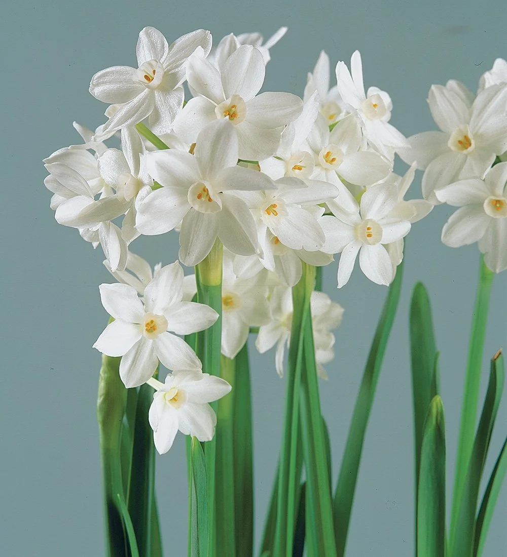 fg46-paperwhites-2.jpg