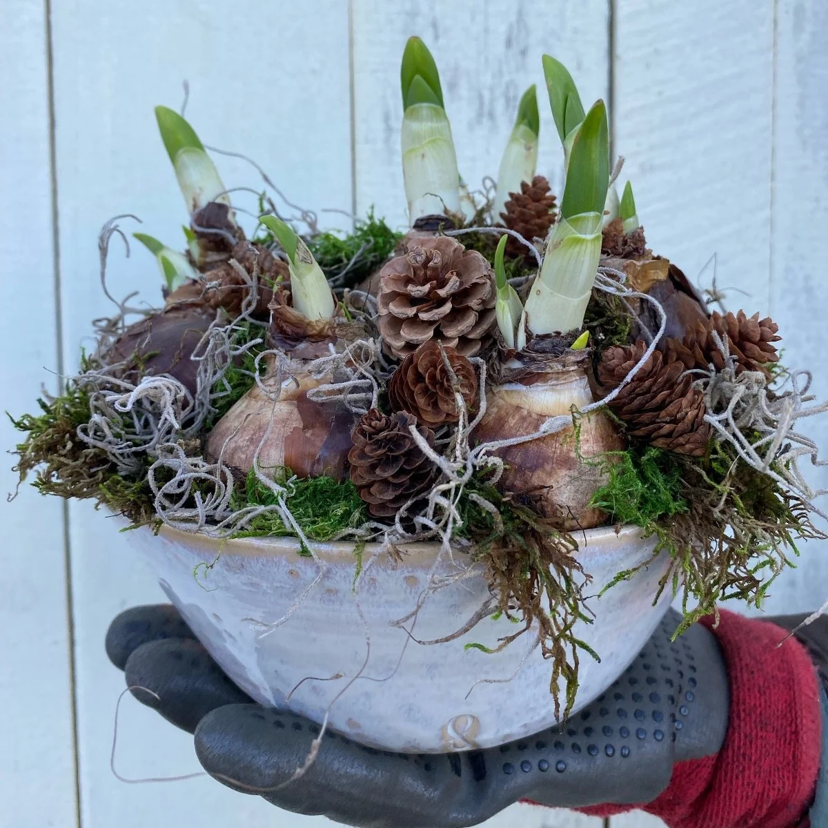 bulbplanter.jpeg