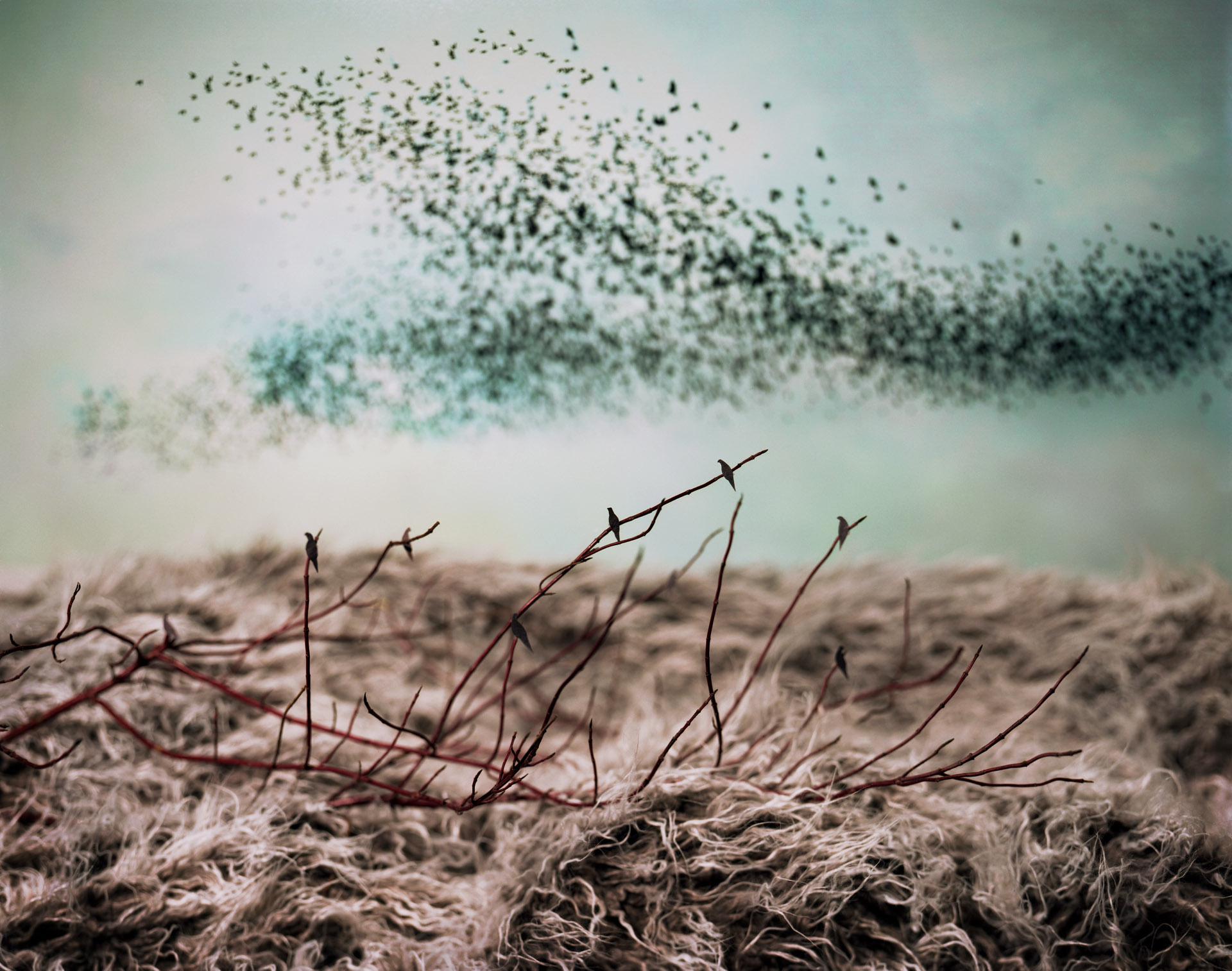 Passenger Pigeons