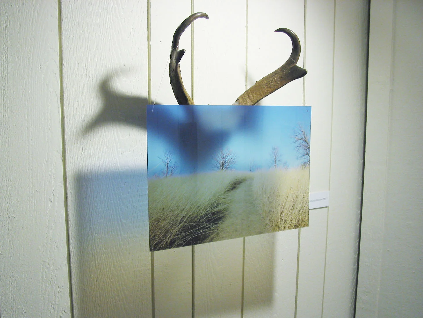 antelope2.jpg