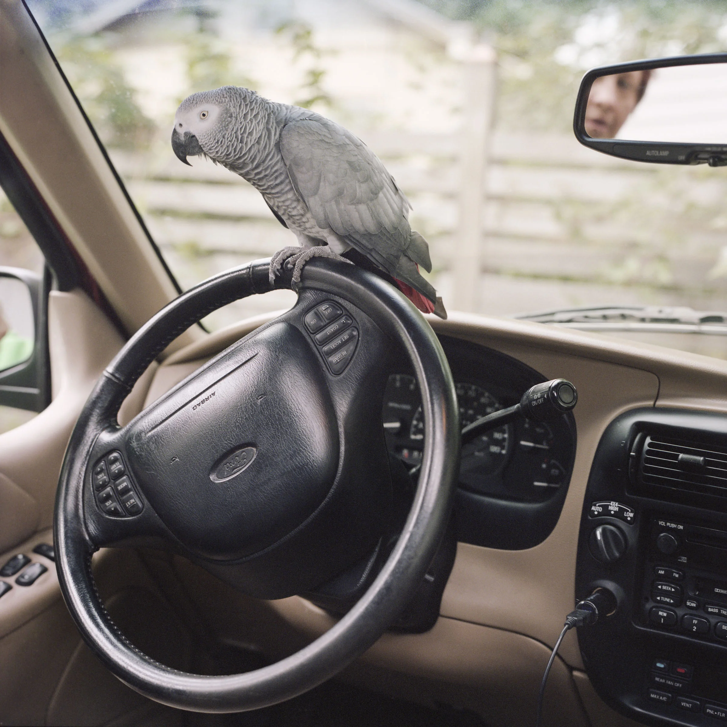 Isis (African Grey Parrot)