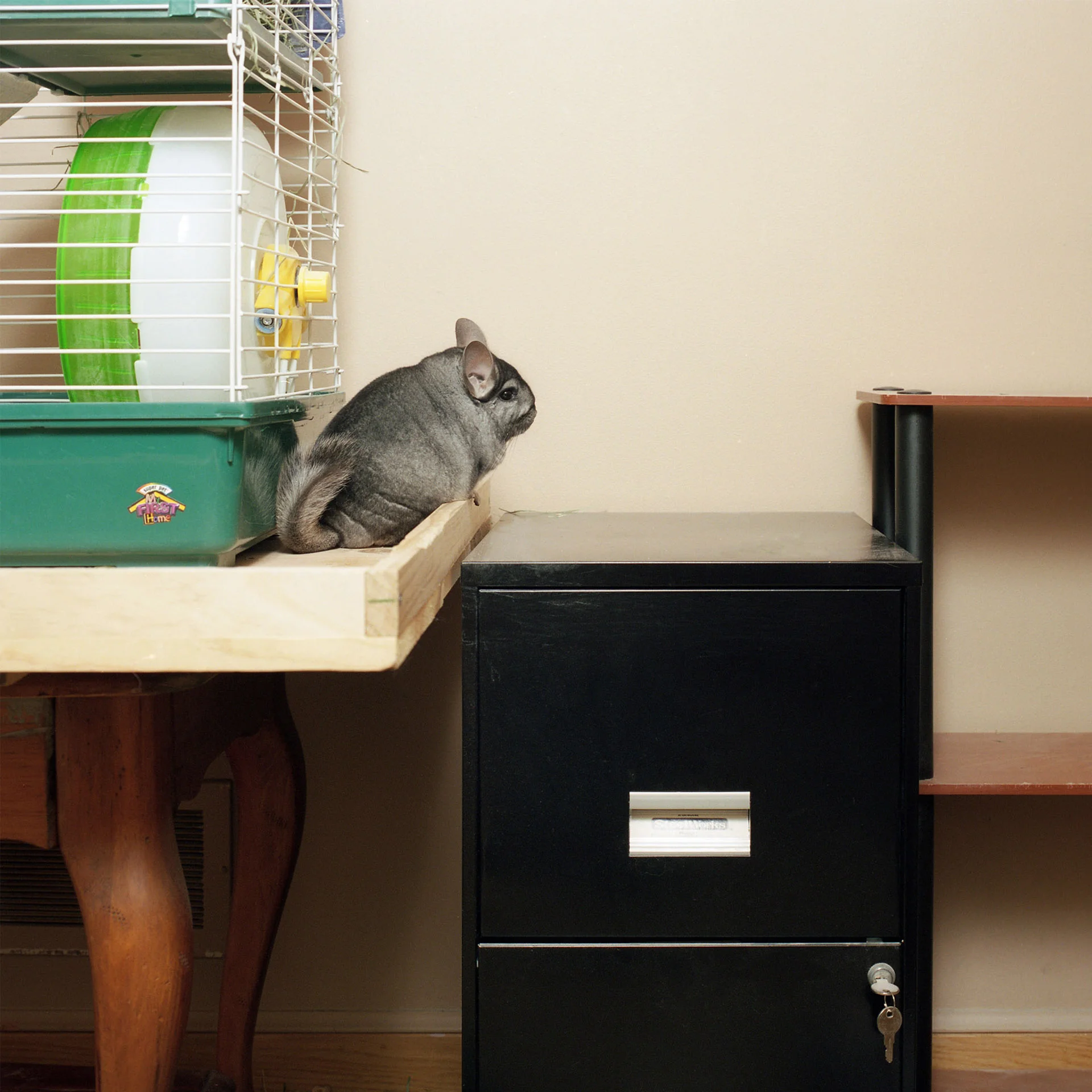 Felix (Chinchilla)