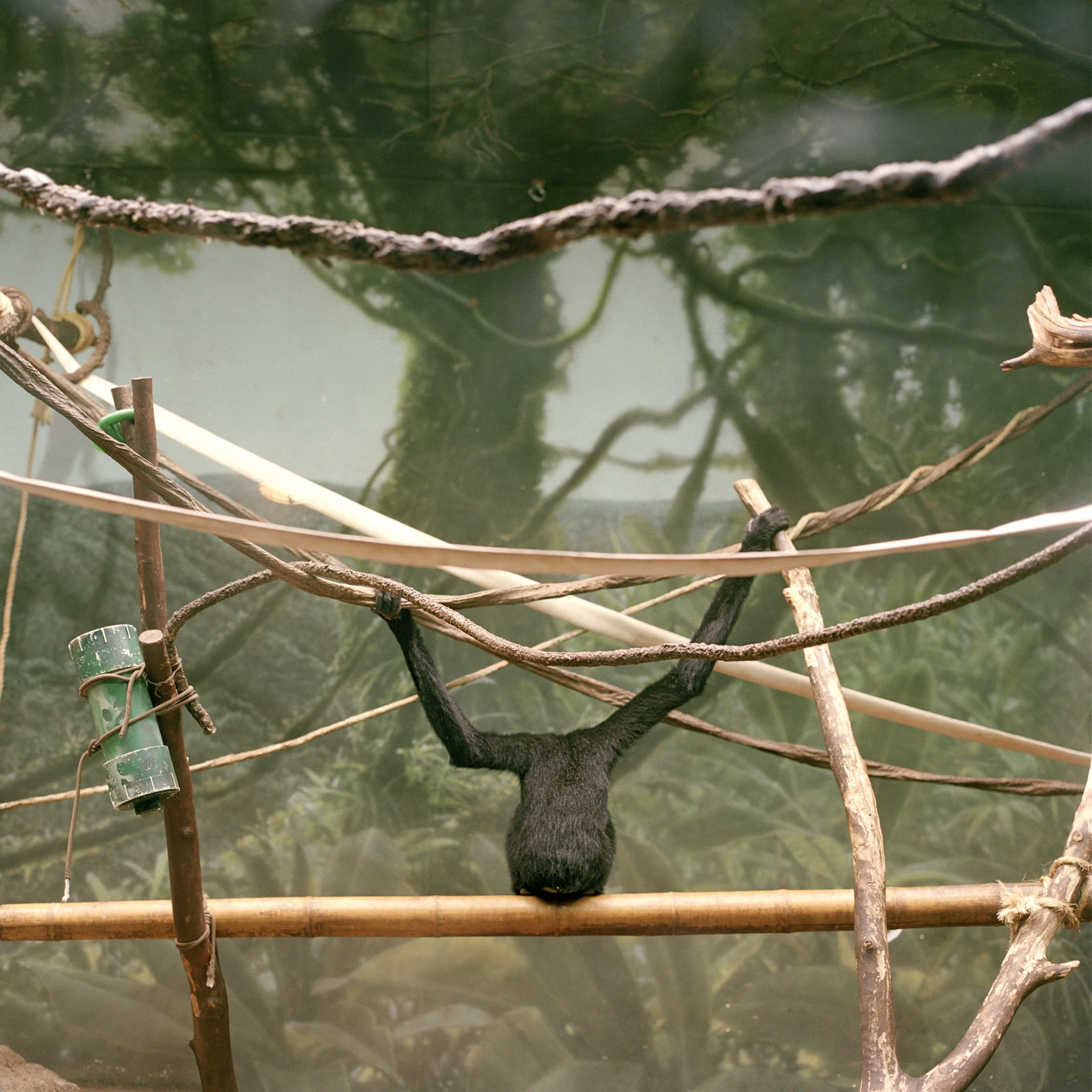 Lincoln Park Zoo, Chicago, Illinois #3