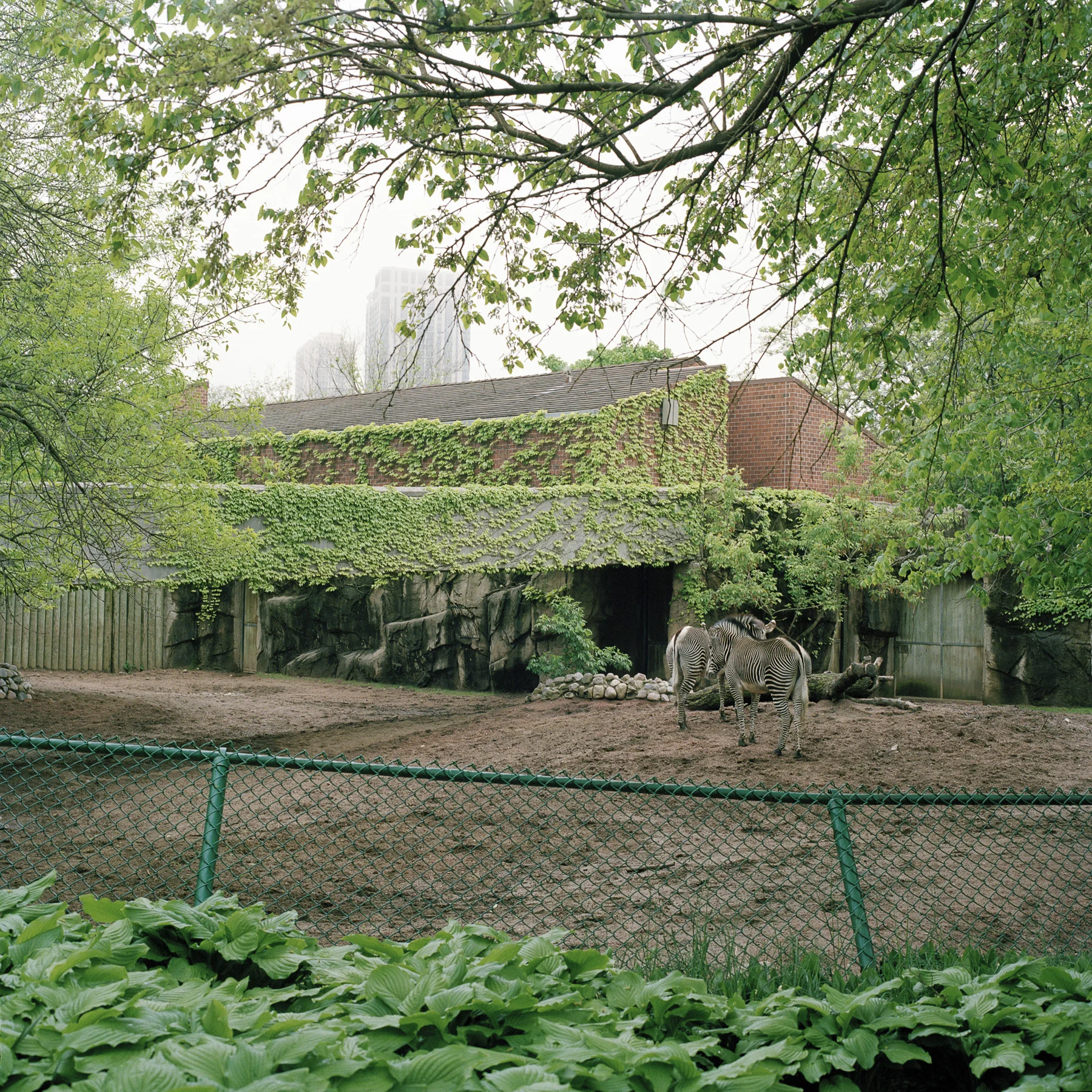 Lincoln Park Zoo, Chicago, Illinois #6