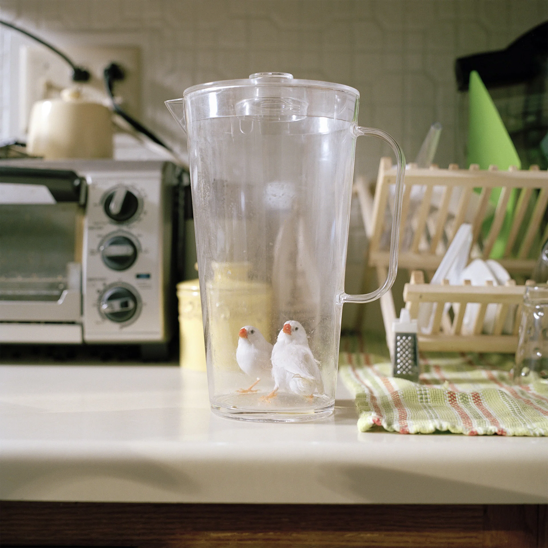 Finches-pitcher6 book ed2.jpg