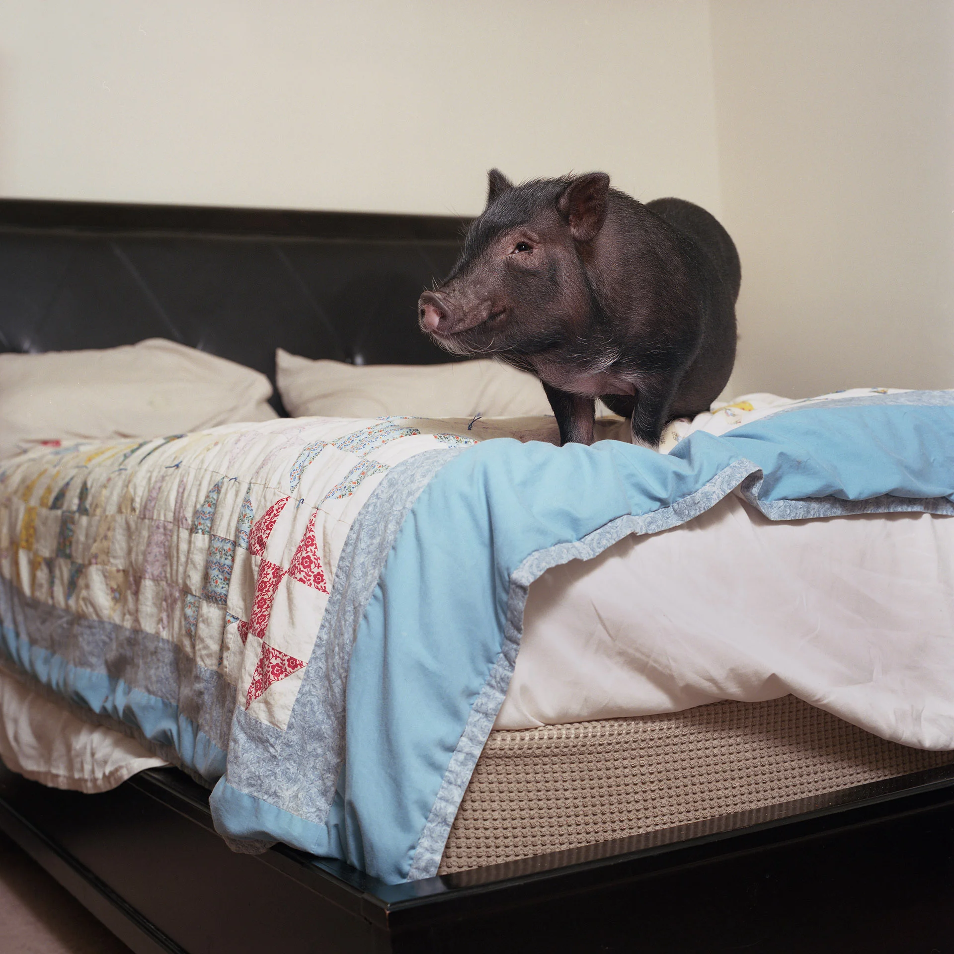 Dozer (Pot-bellied Pig)