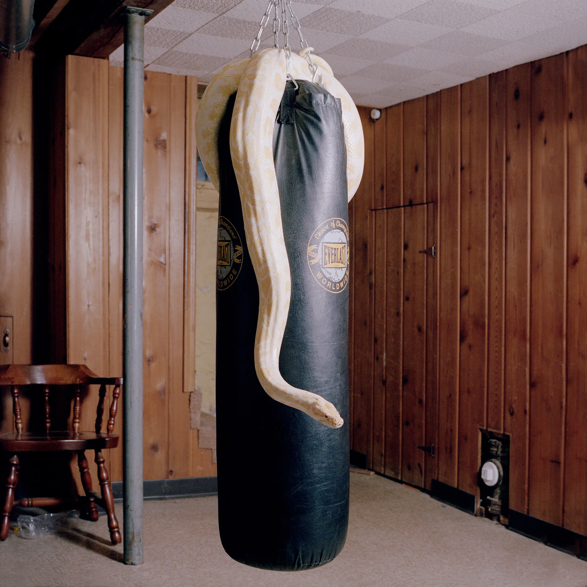 Ally (Burmese Python)
