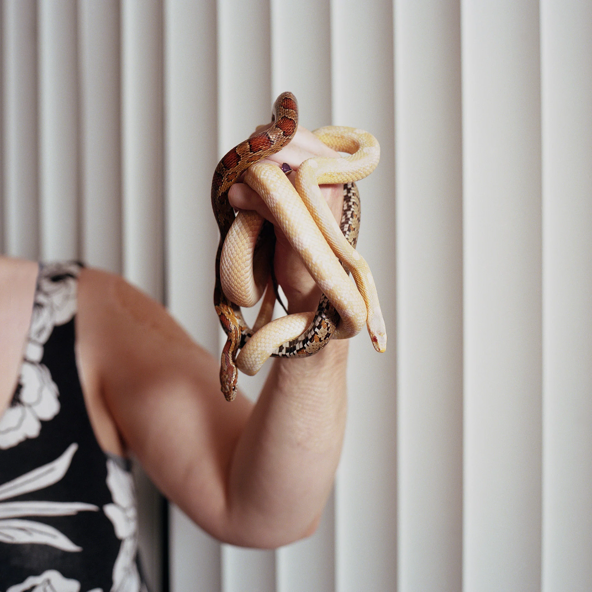 Corn Snakes