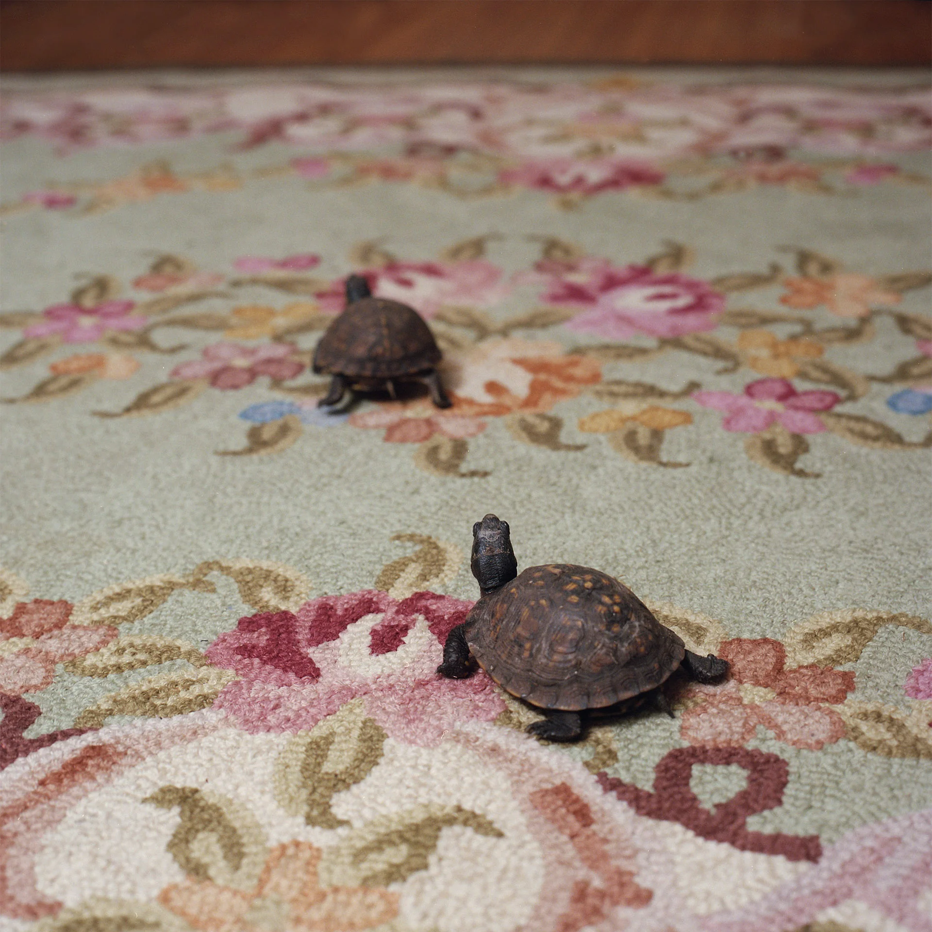 Eastern Box Turtles