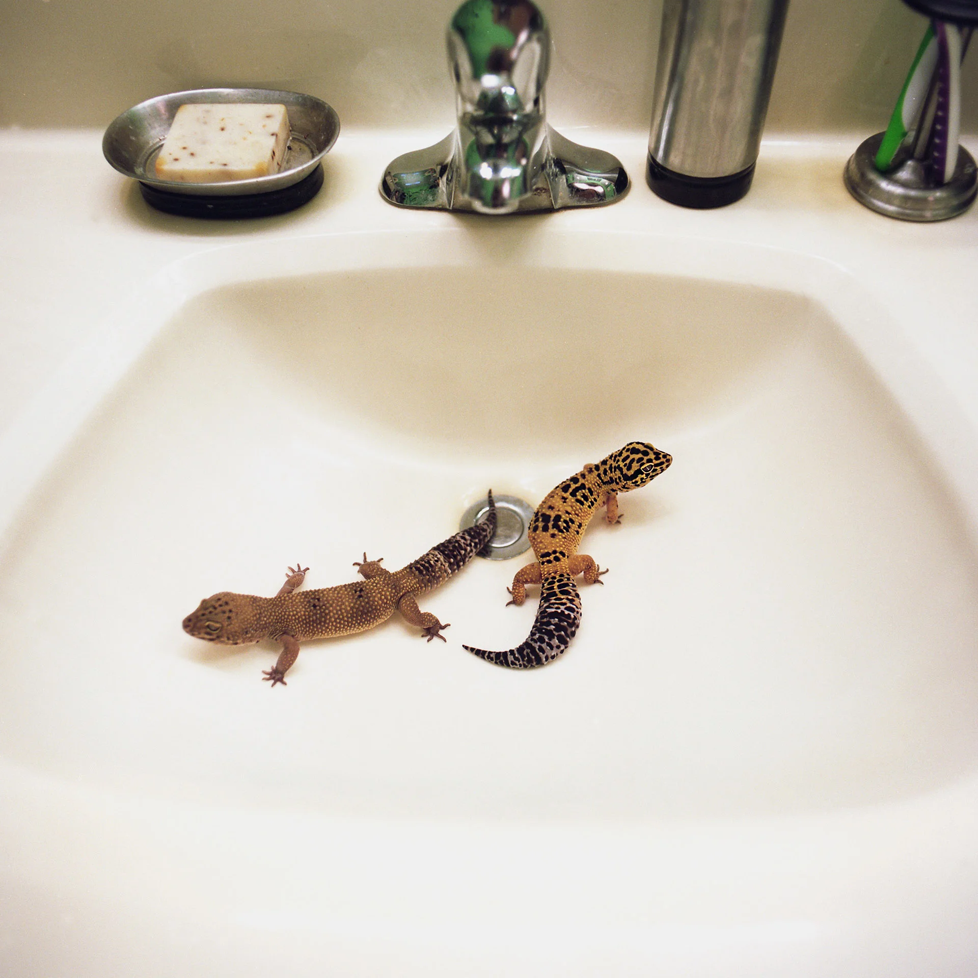 Bonnie and Clyde (Leopard Geckos)