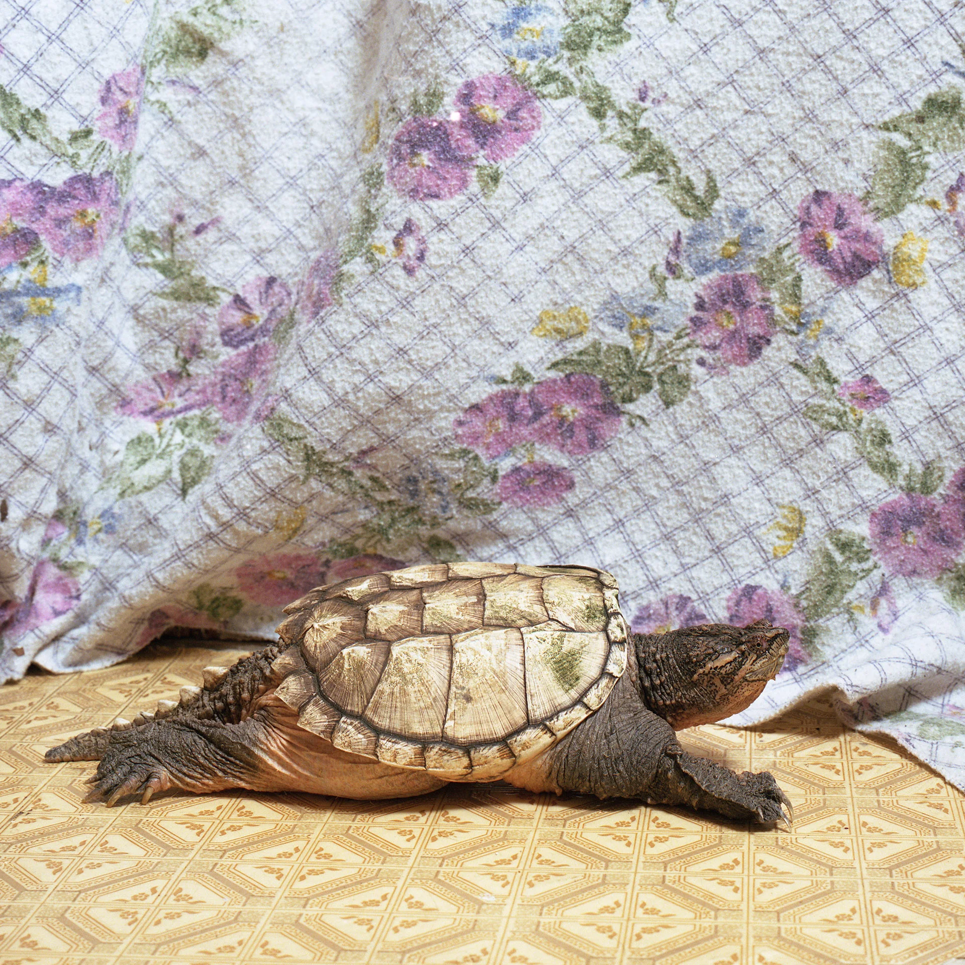 Turdell (Snapping Turtle)