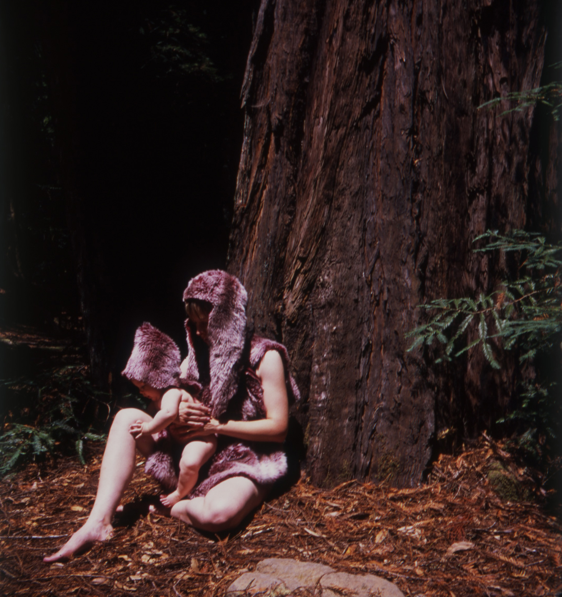 Redwoods1 copy.jpg
