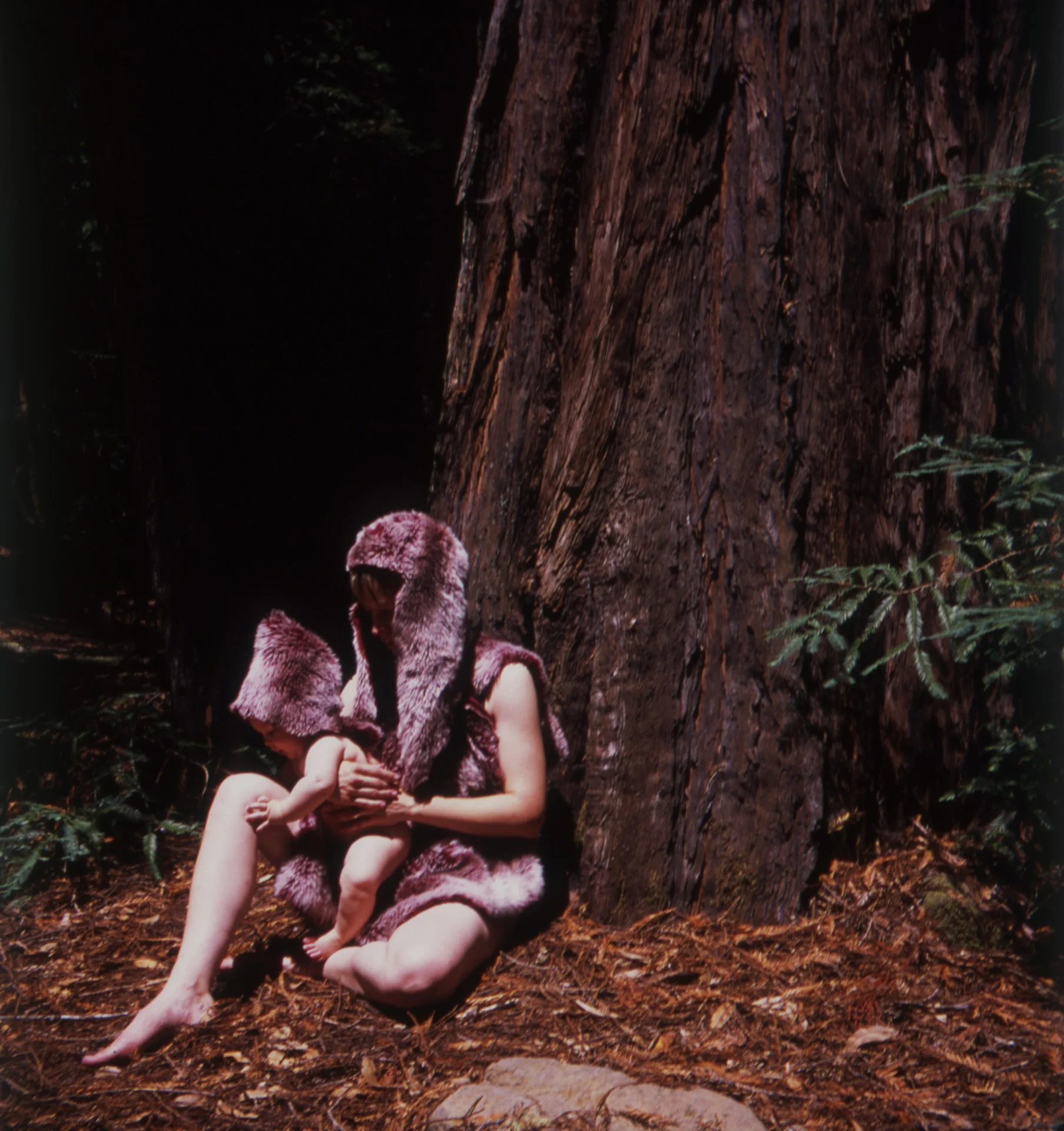 Redwoods1 copy.jpg