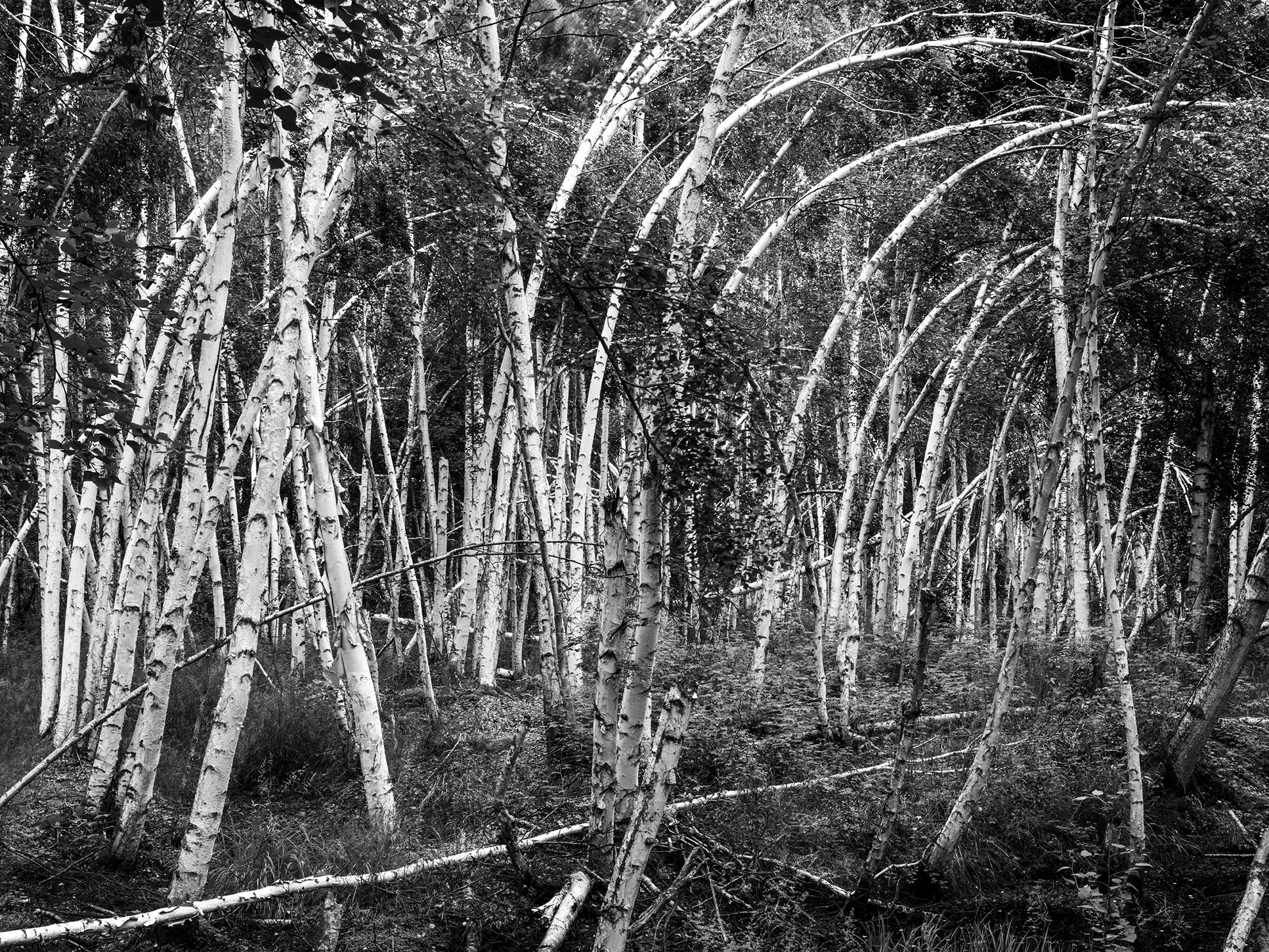 Birches in Creamer's Field 1