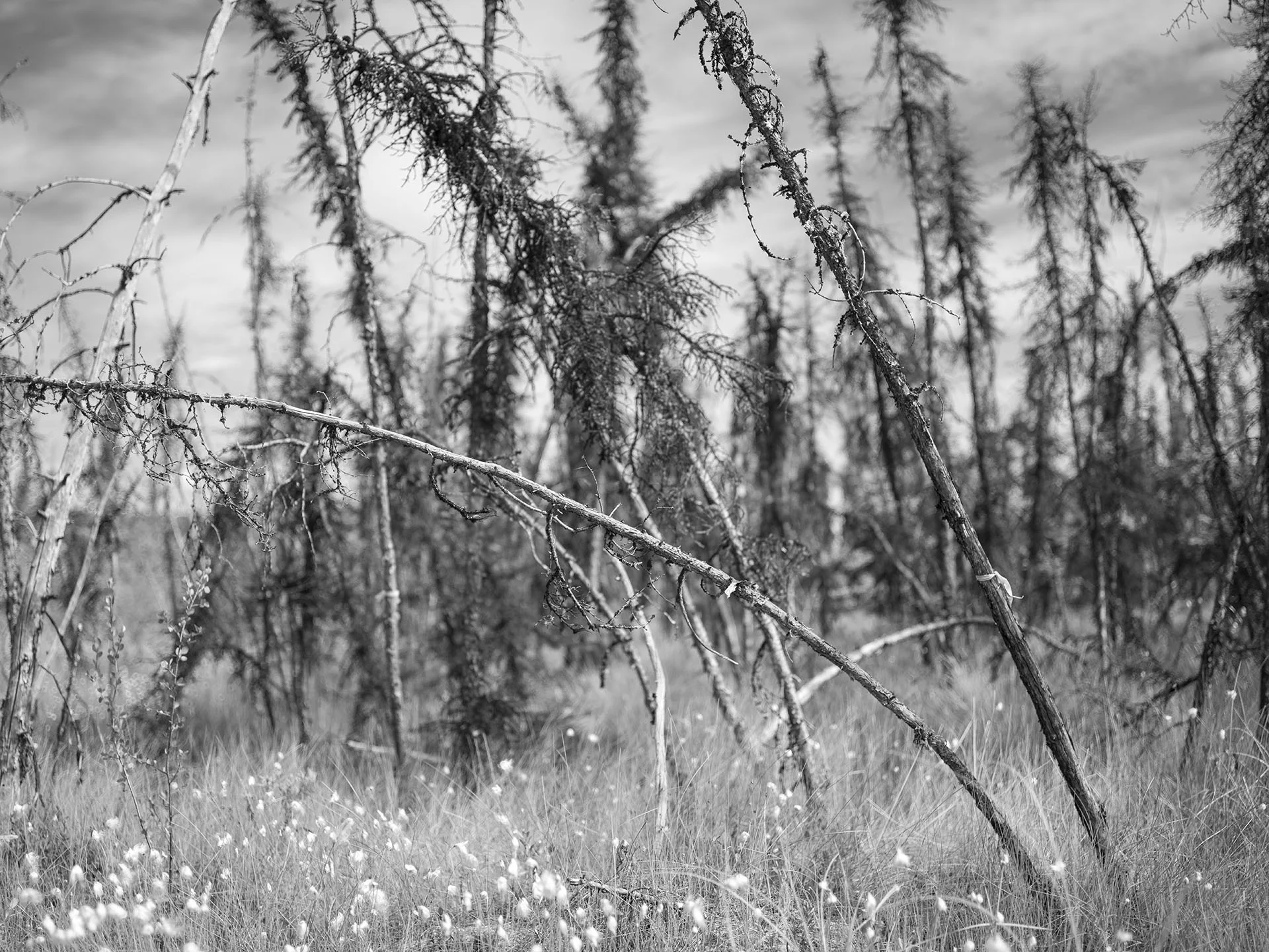 Beta Site Bog 2