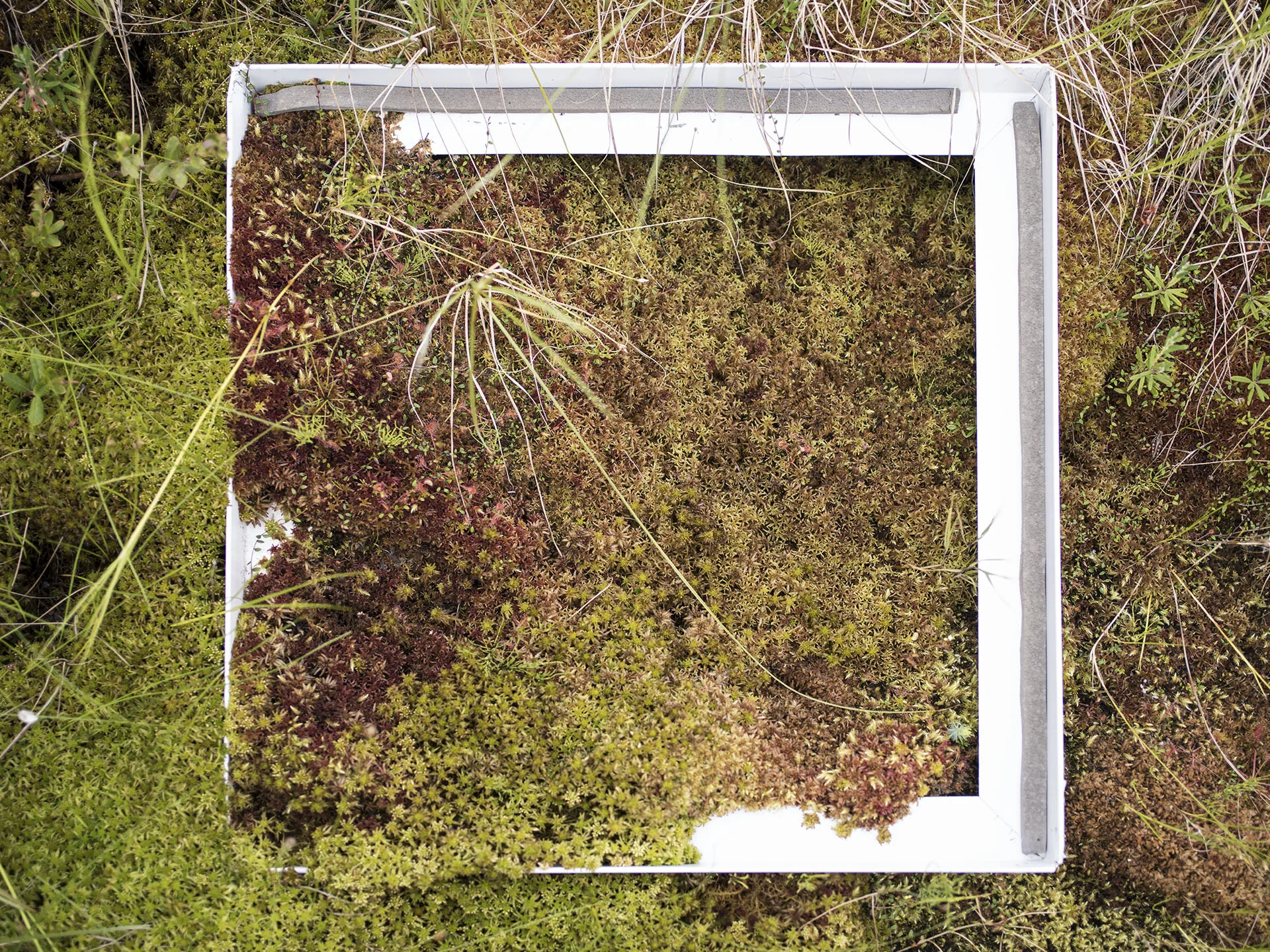 Beta Site Bog 3