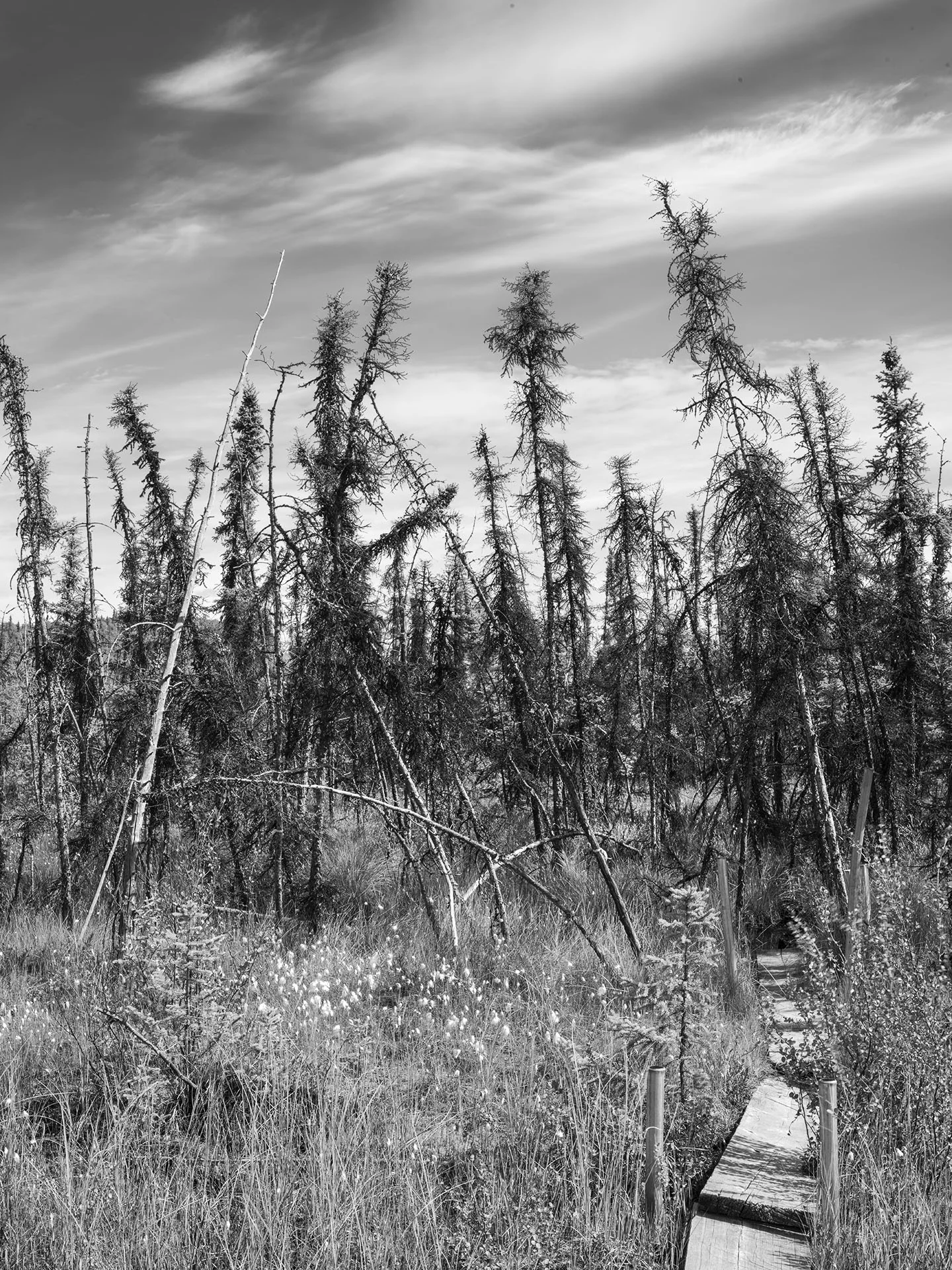 Beta Site Bog 5