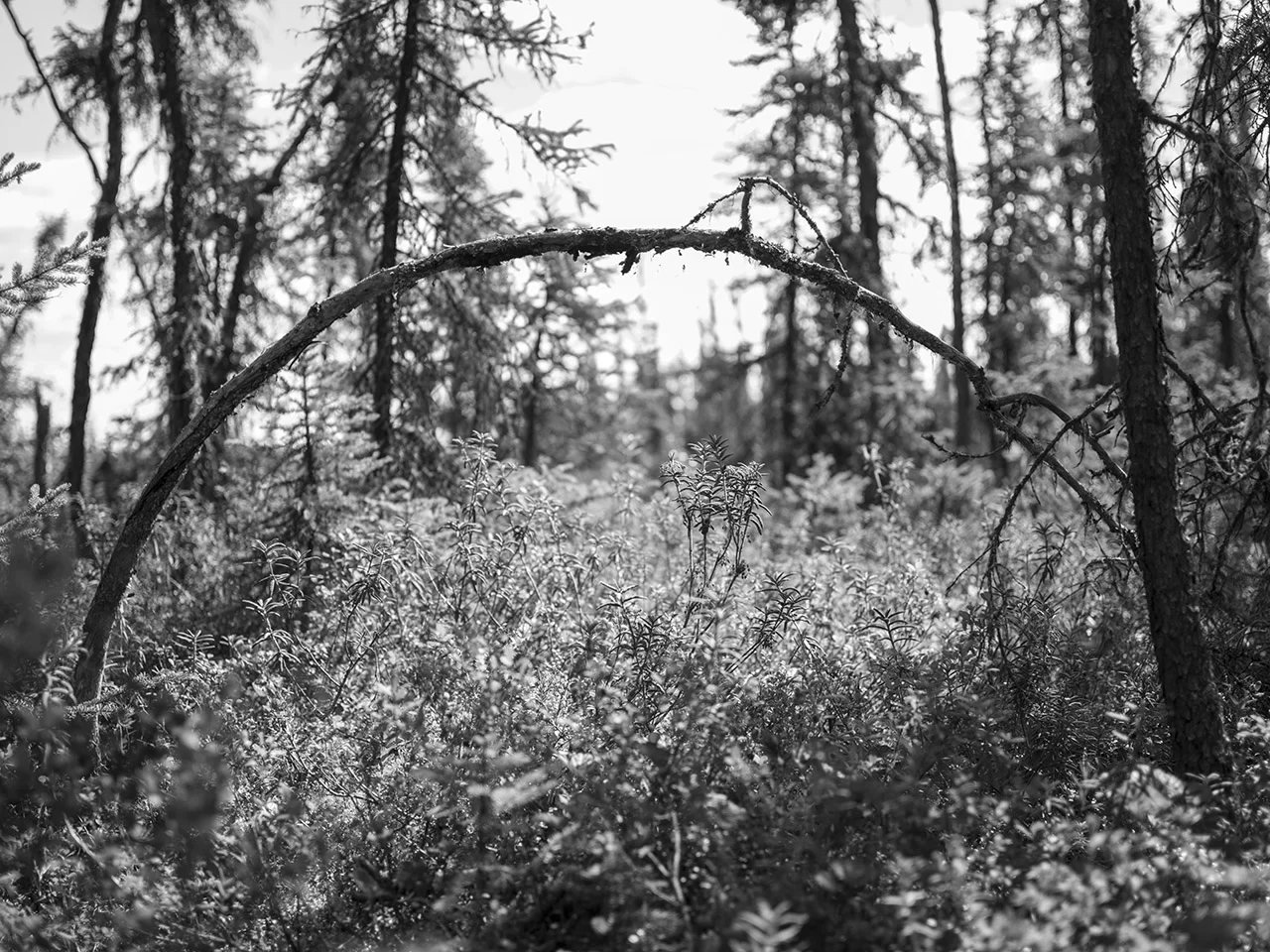 Miriam's Bog