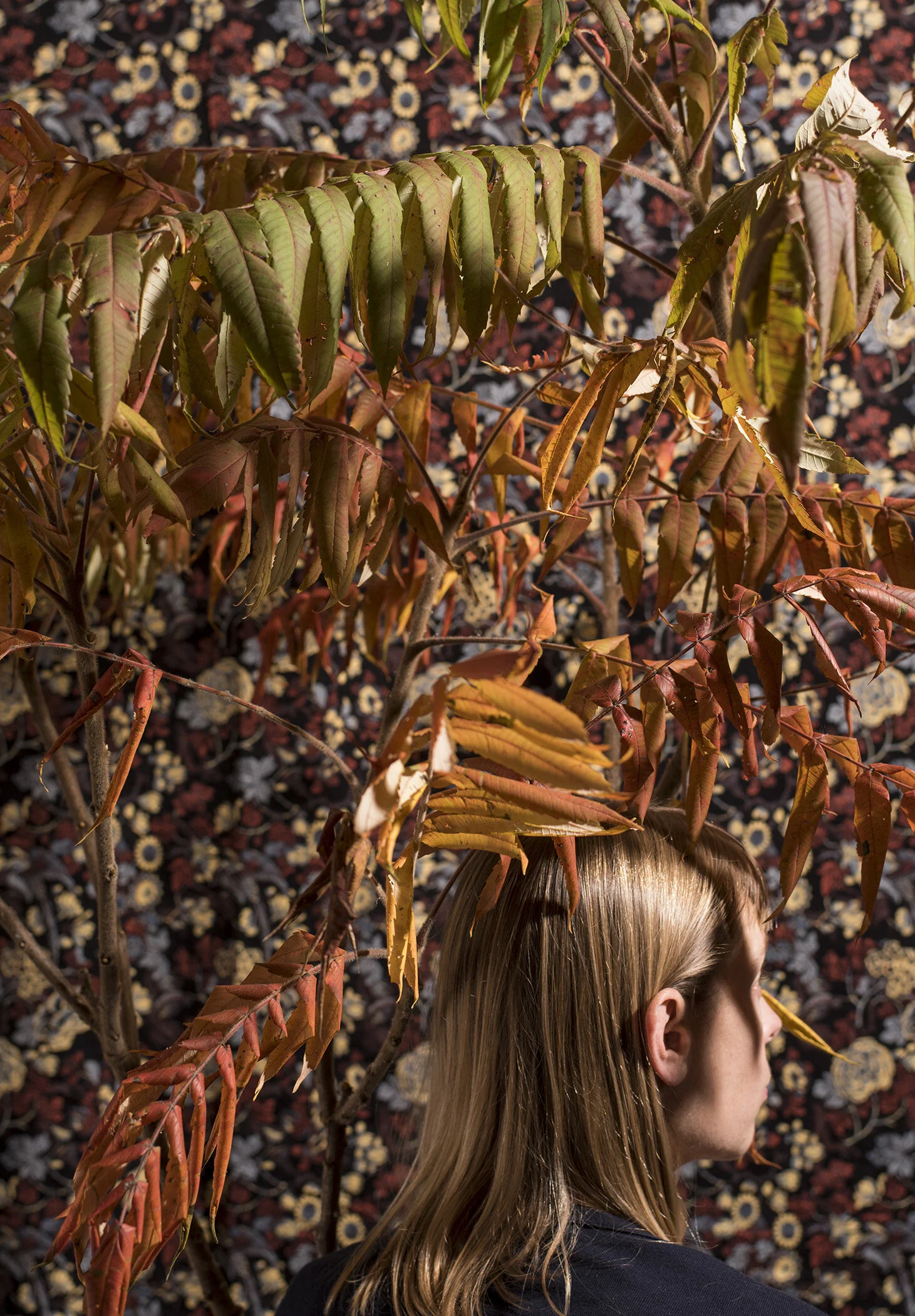 Smooth Sumac (Rhus glabra)