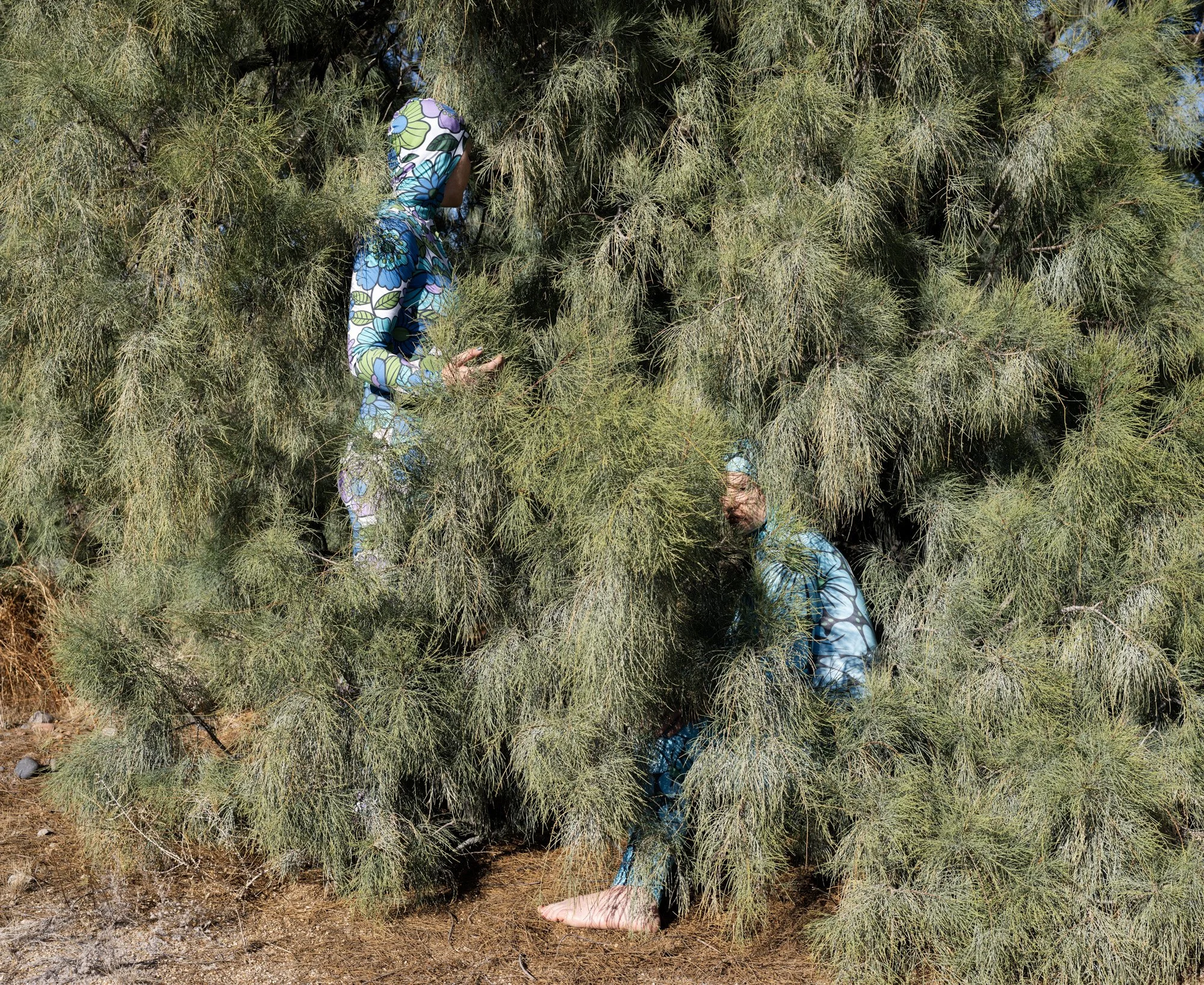Salt Cedar
