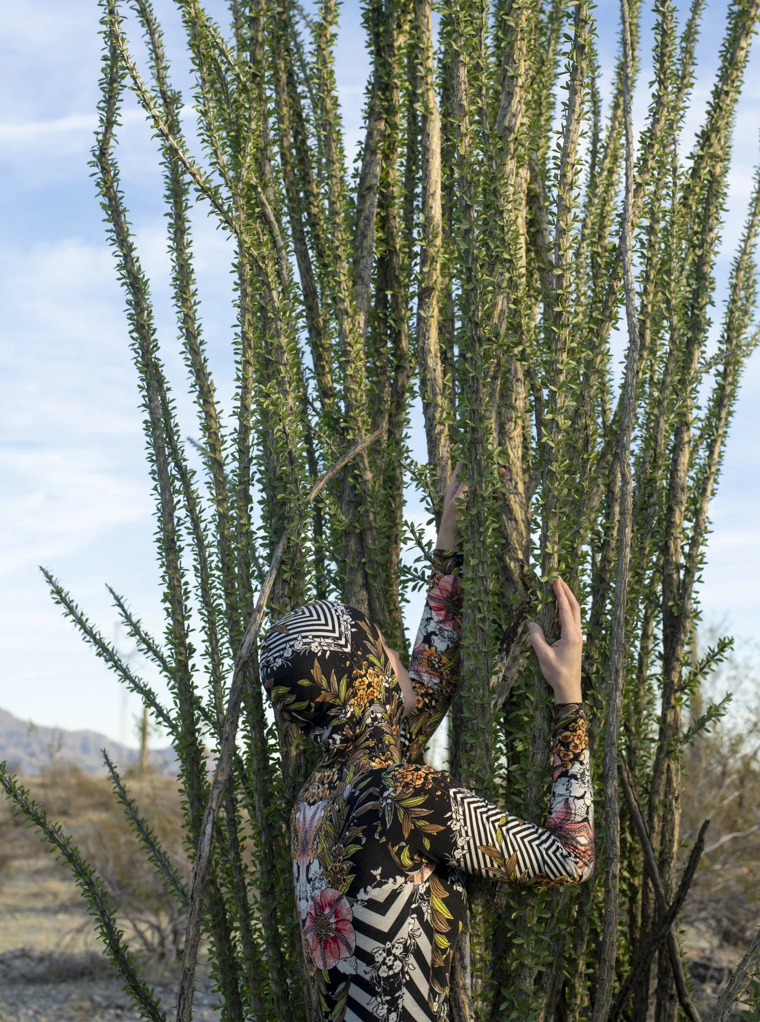 Ocotillo