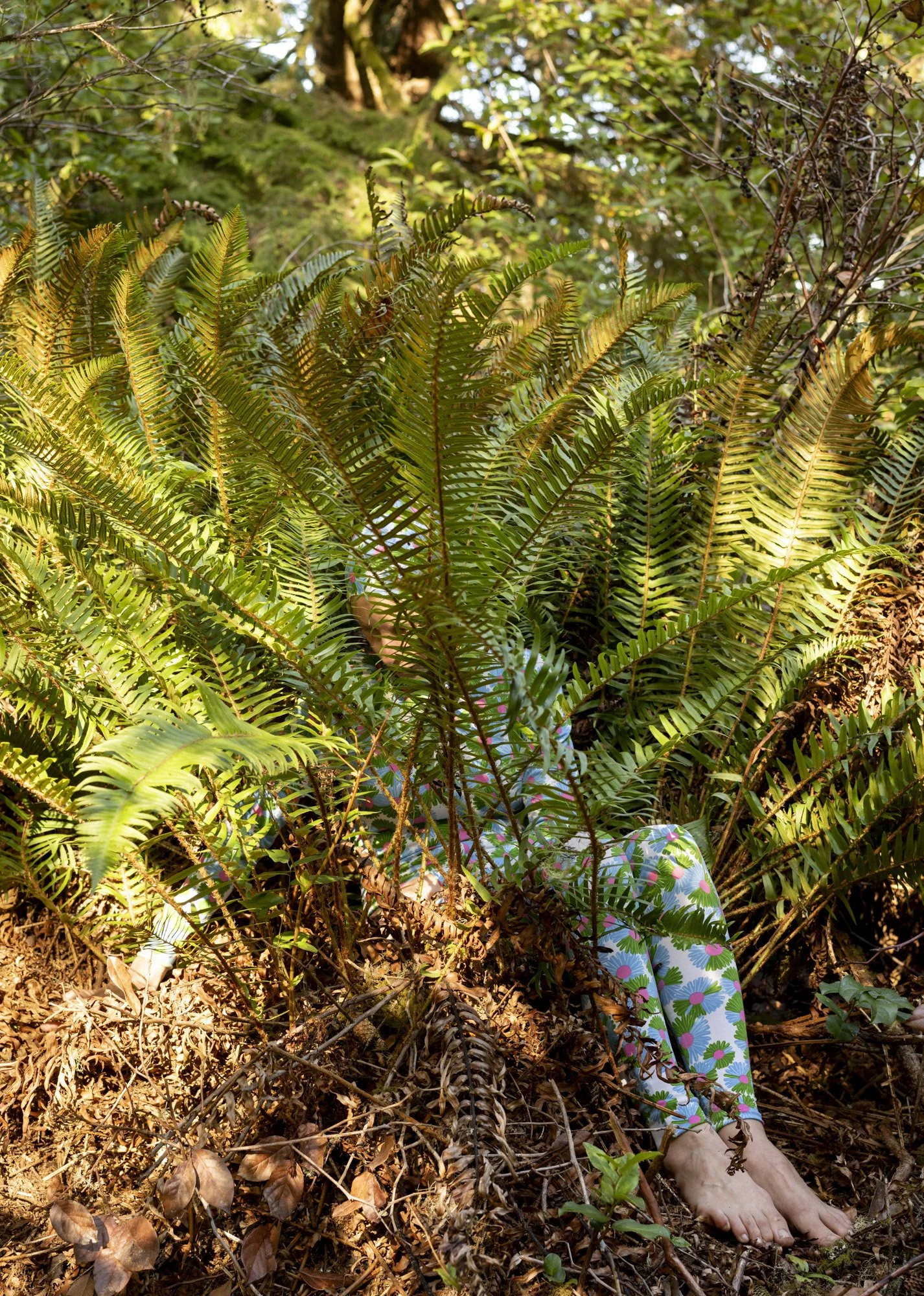 Ferns