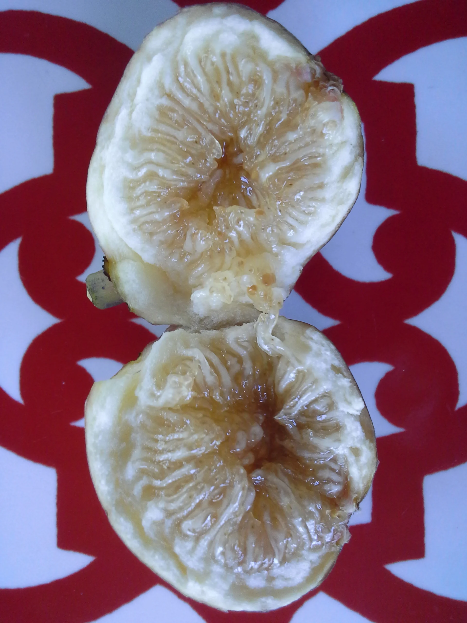 Live White Kadota Fig Trees