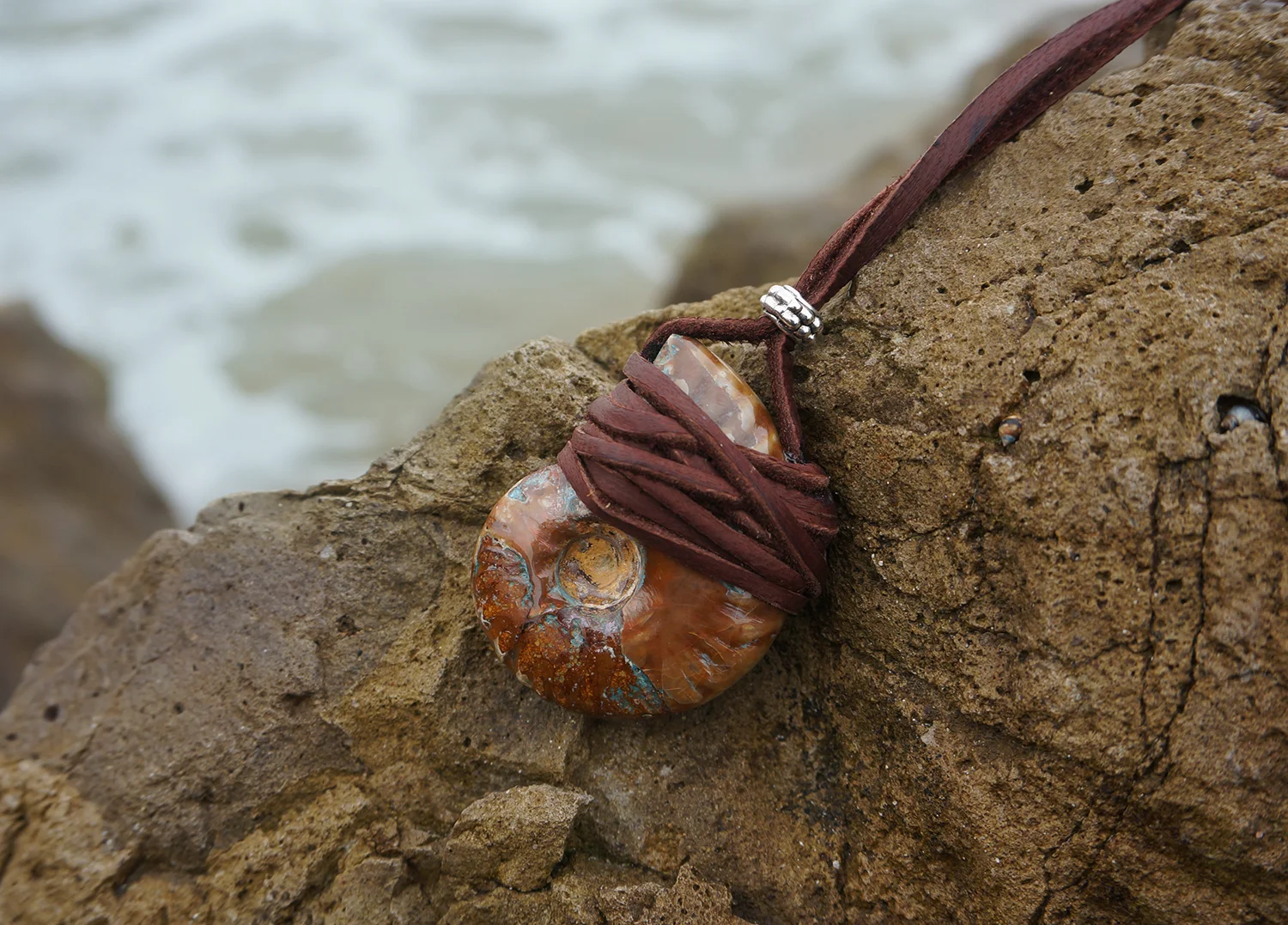 ammonite1_b.jpg